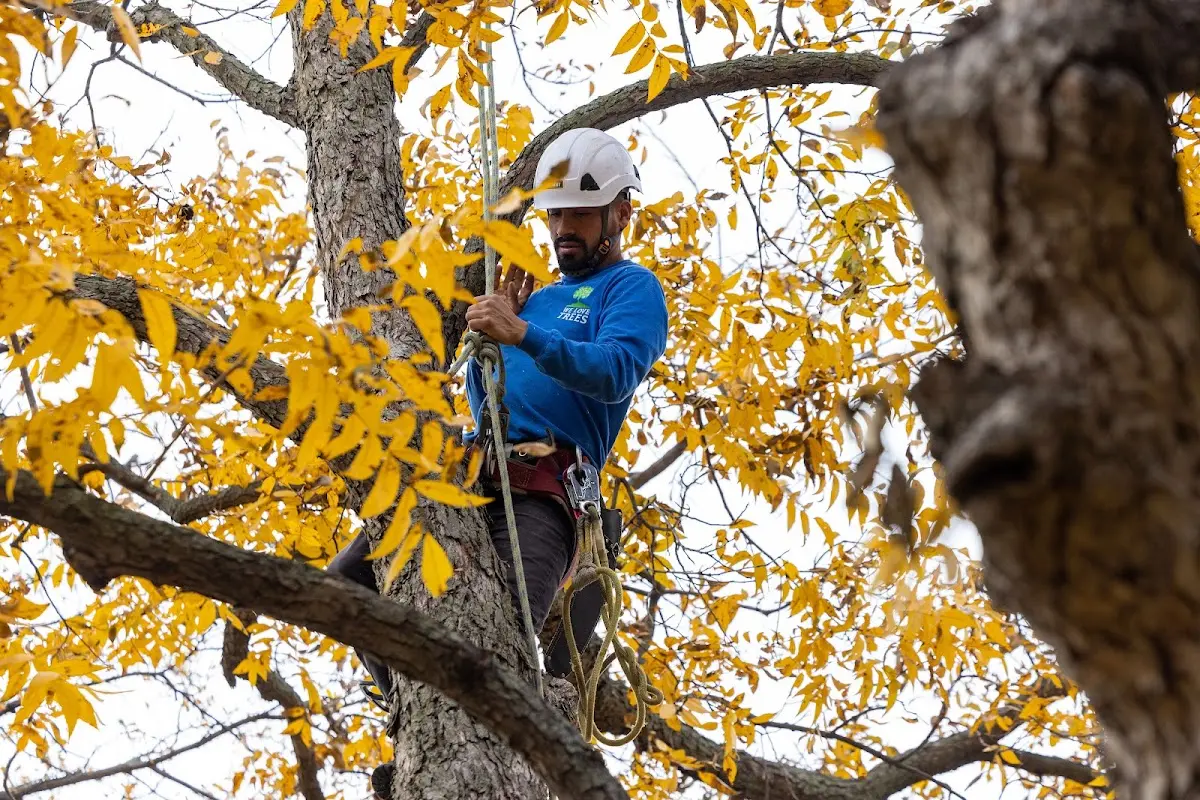 Skilled Tree Planing crew working in East Springfield