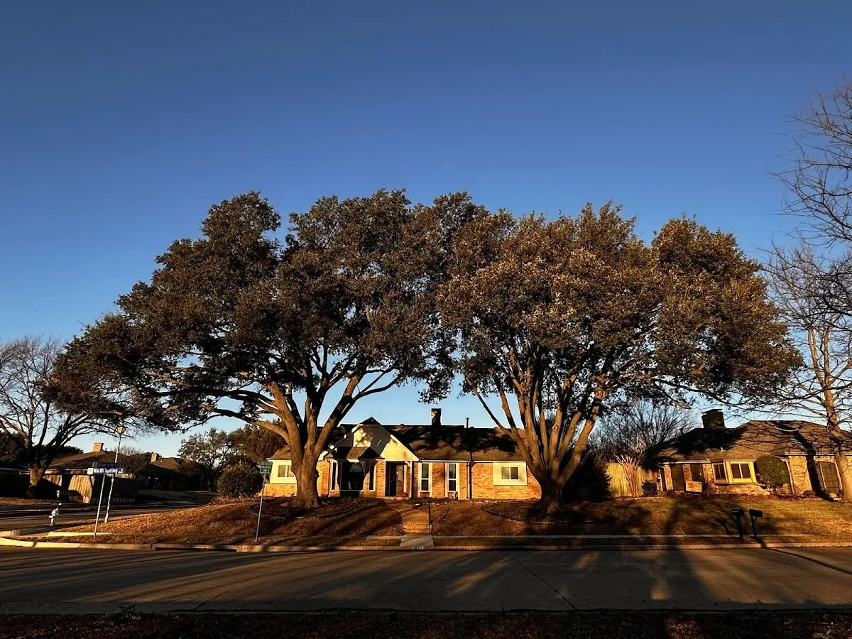 Established residential canopy tree shading a home in East Springfield